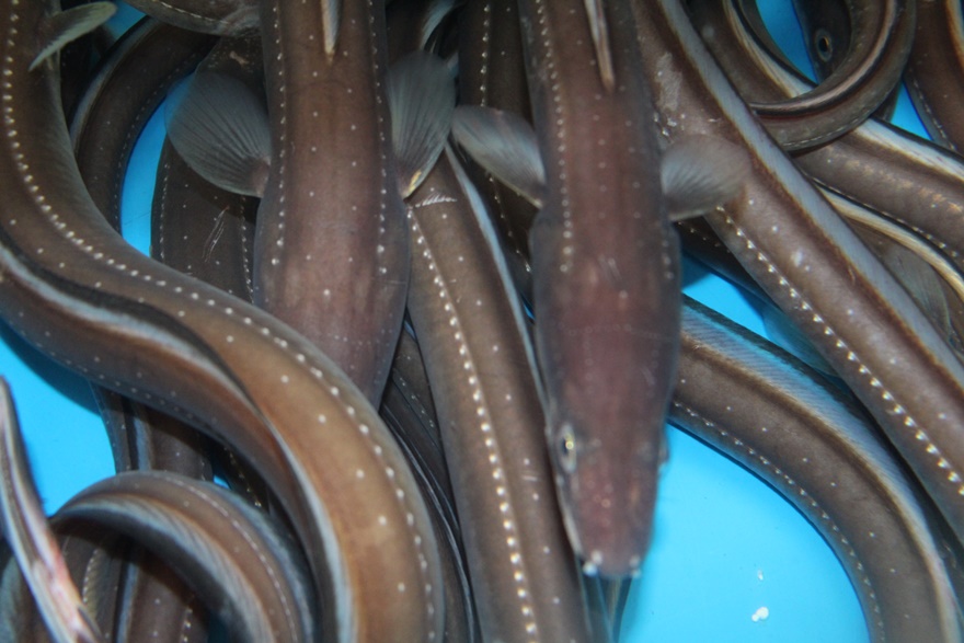 통영 바다장어 특대 1kg단위(1-2 미)
